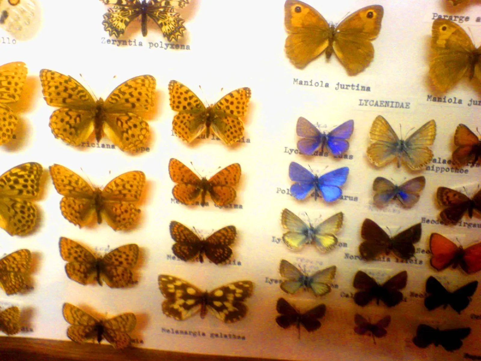 #12 - The Butterfly That Survived a Shipwreck and a Century of Silence (By Делфина, CC BY-SA 4.0)