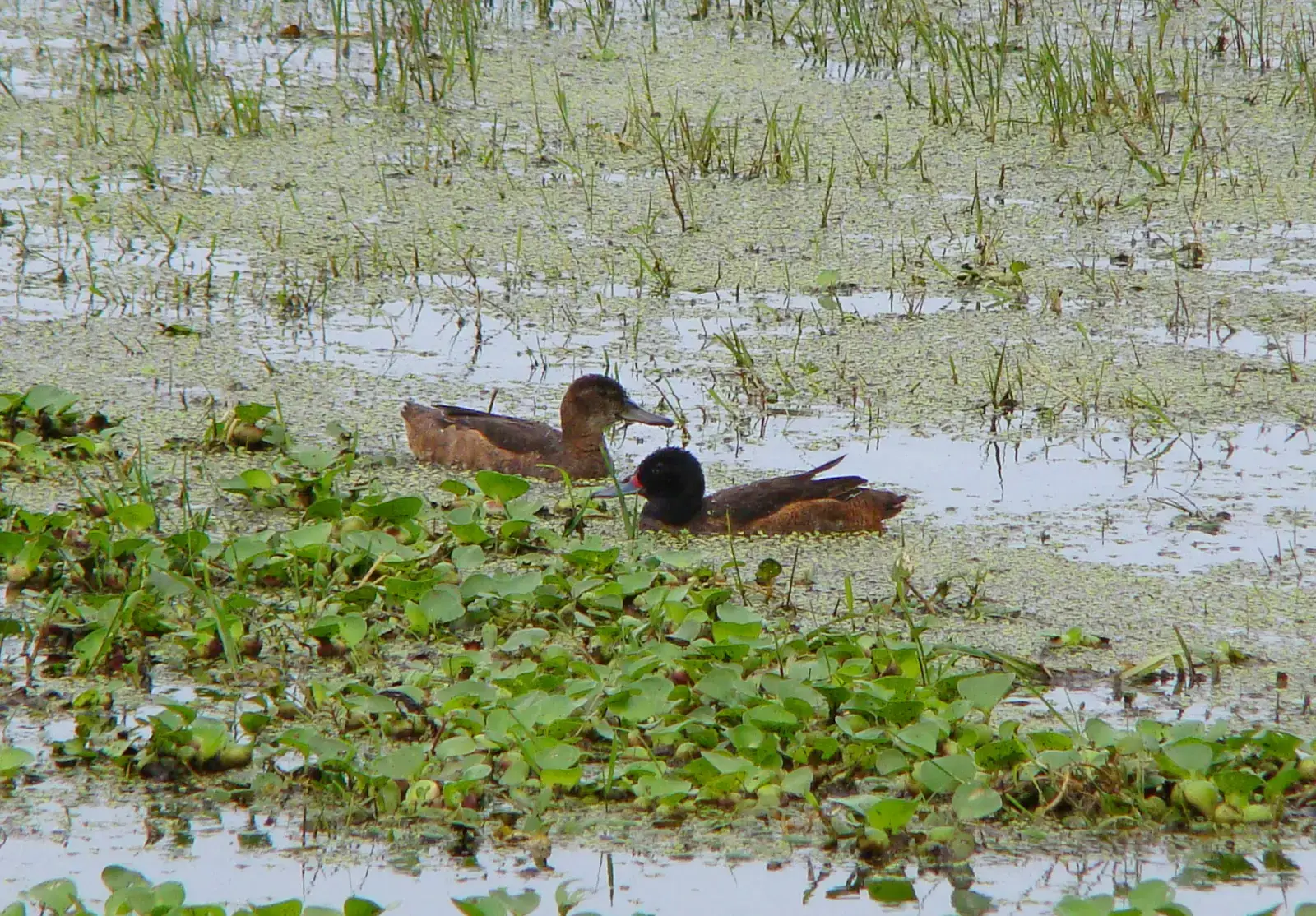 8. Black-headed Duck – The Parasitic Waterfowl That Leaves Early (Marreca-de-cabeça-preta (Heteronetta atricapilla) - Casal em plumagem de reprodução, CC BY-SA 2.0)