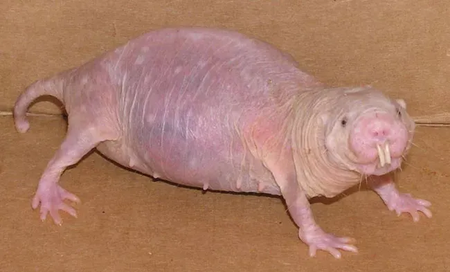 Naked Mole Rats That Don't Age Normally (Image Credits: Wikimedia)