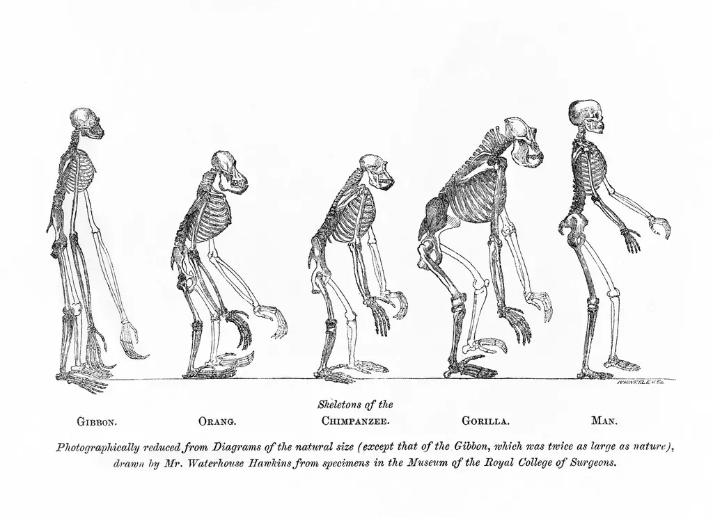Your Evolutionary History Is Far Older and More Interconnected Than You Imagined (Image Credits: Rawpixel)