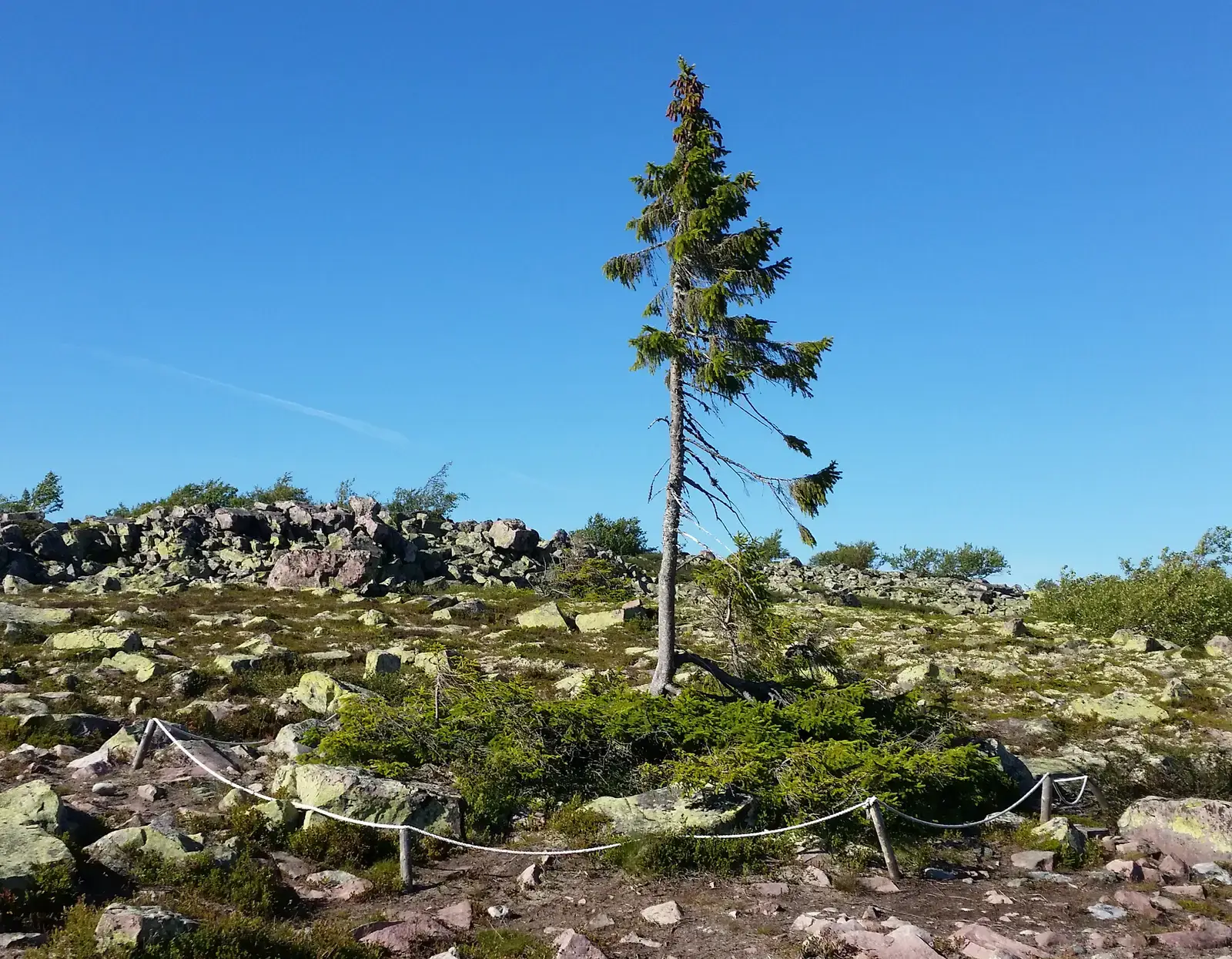 Old Tjikko: The Spruce That Has Been Cloning Itself for Nearly 10,000 Years (Image Credits: Wikimedia)