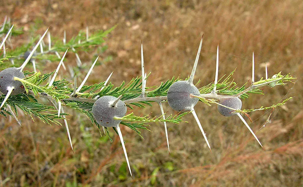 9. Whistling Thorn Acacia: The Tree That Hired Bodyguards (Dick Culbert, Flickr, CC BY 2.0)