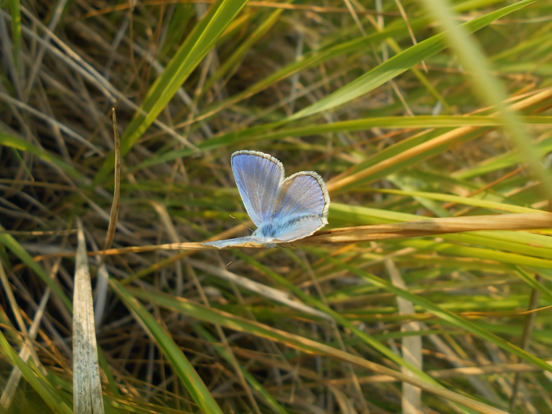 Urban Ghost: The Palos Verdes Blue of Los Angeles (Image Credits: Unsplash)