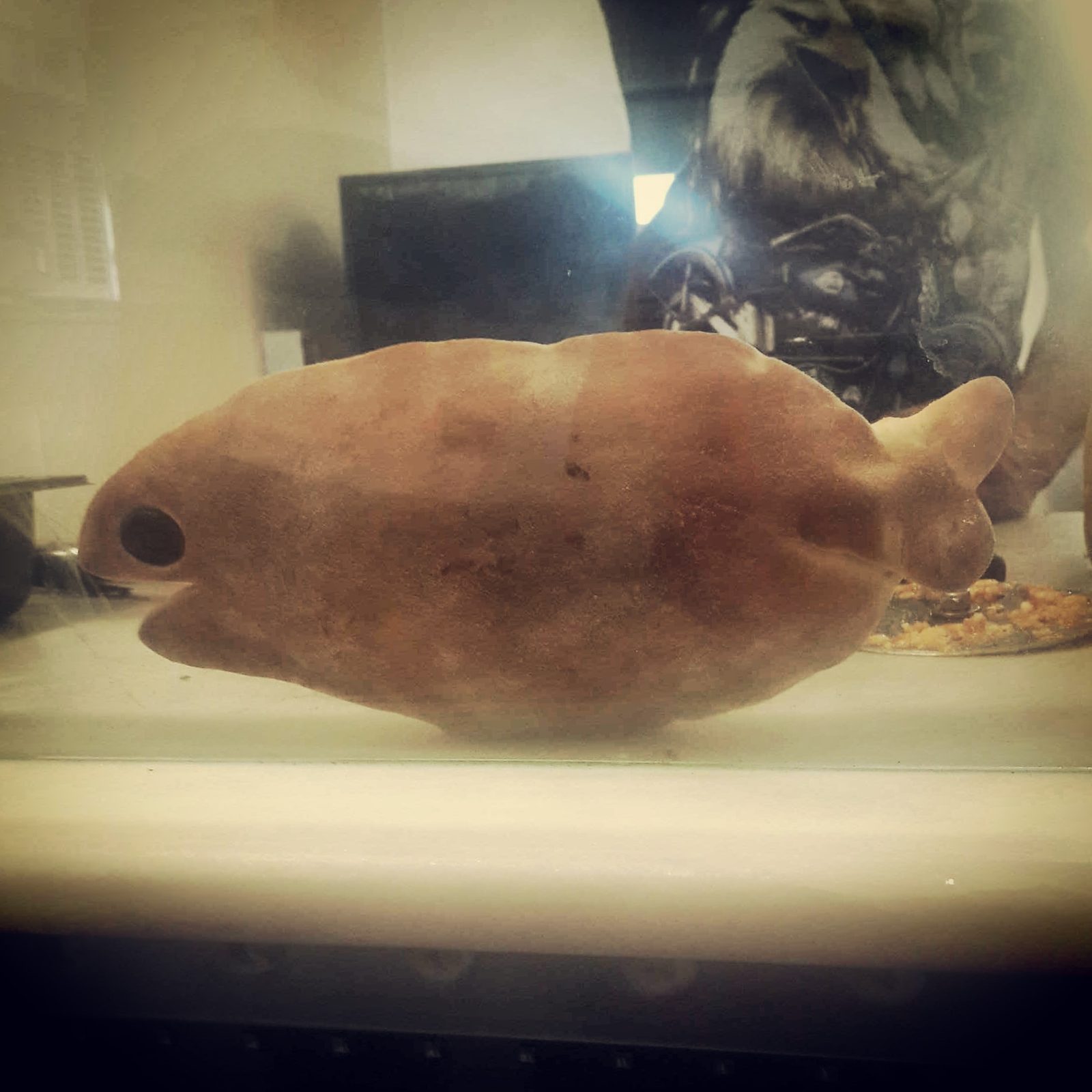 The Revolutionary Discovery of Fish Nociceptors (Image Credits: Wikimedia)