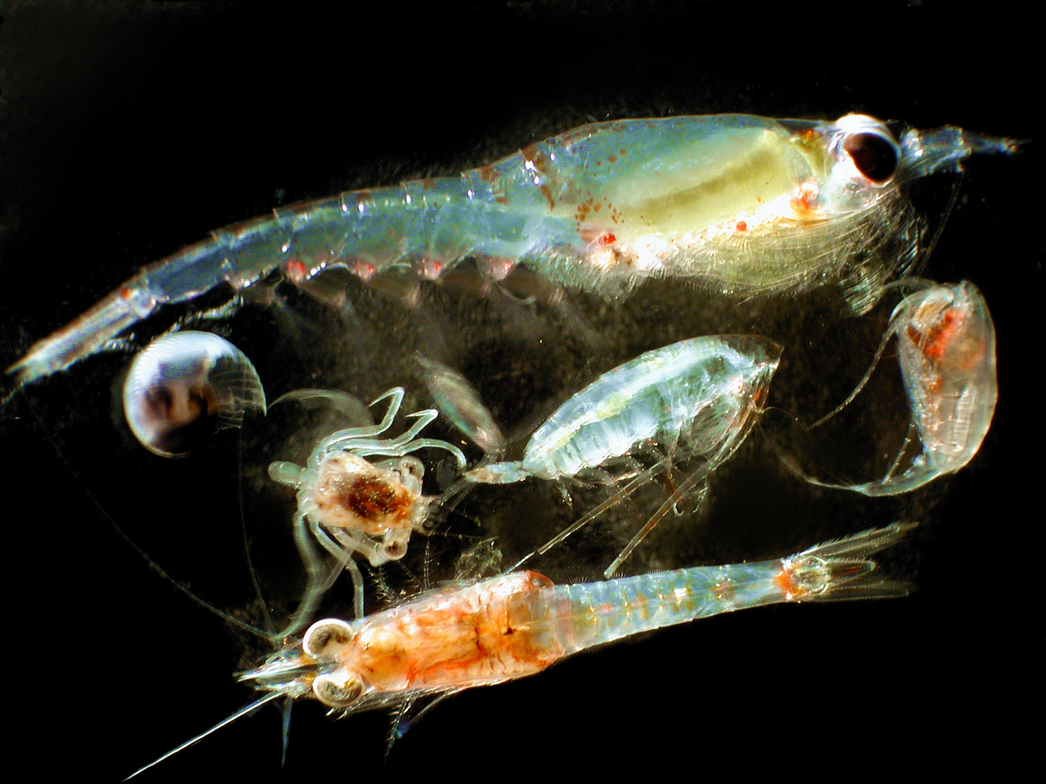 The Virgo Precision: Copepod (Image Credits: Wikimedia)