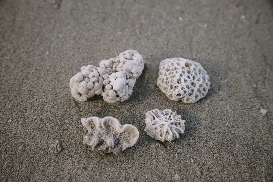 #7 - The Coral "Morphs" That Are Actually Different Species (Image Credits: Pexels)