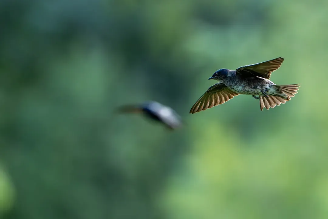 9. They Eat a Lot of Flying Insects - but Not Quite the Ones You Think (Image Credits: Unsplash)