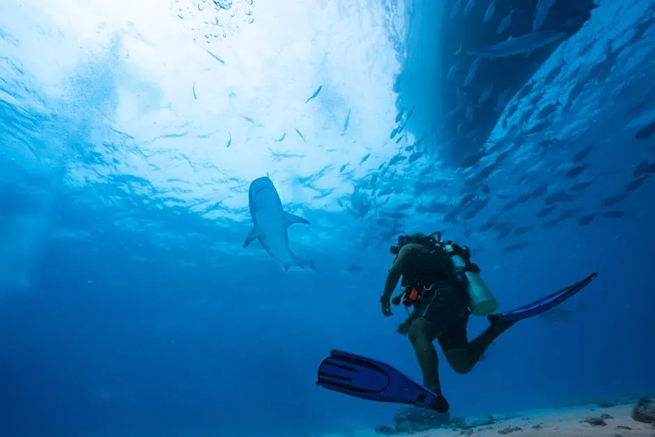 Reading the Shark’s Behavior: Passing By vs Potential Threat (Image Credits: Pexels)