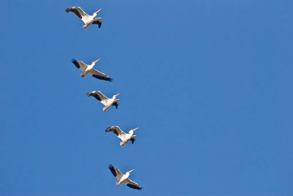 The Sheer Scale of What Birds Actually Do (hyku, Flickr, CC BY-SA 2.0)