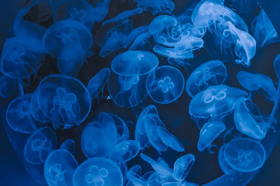 Slow Agers, Fast Agers: What Other Species Reveal (Image Credits: Unsplash)