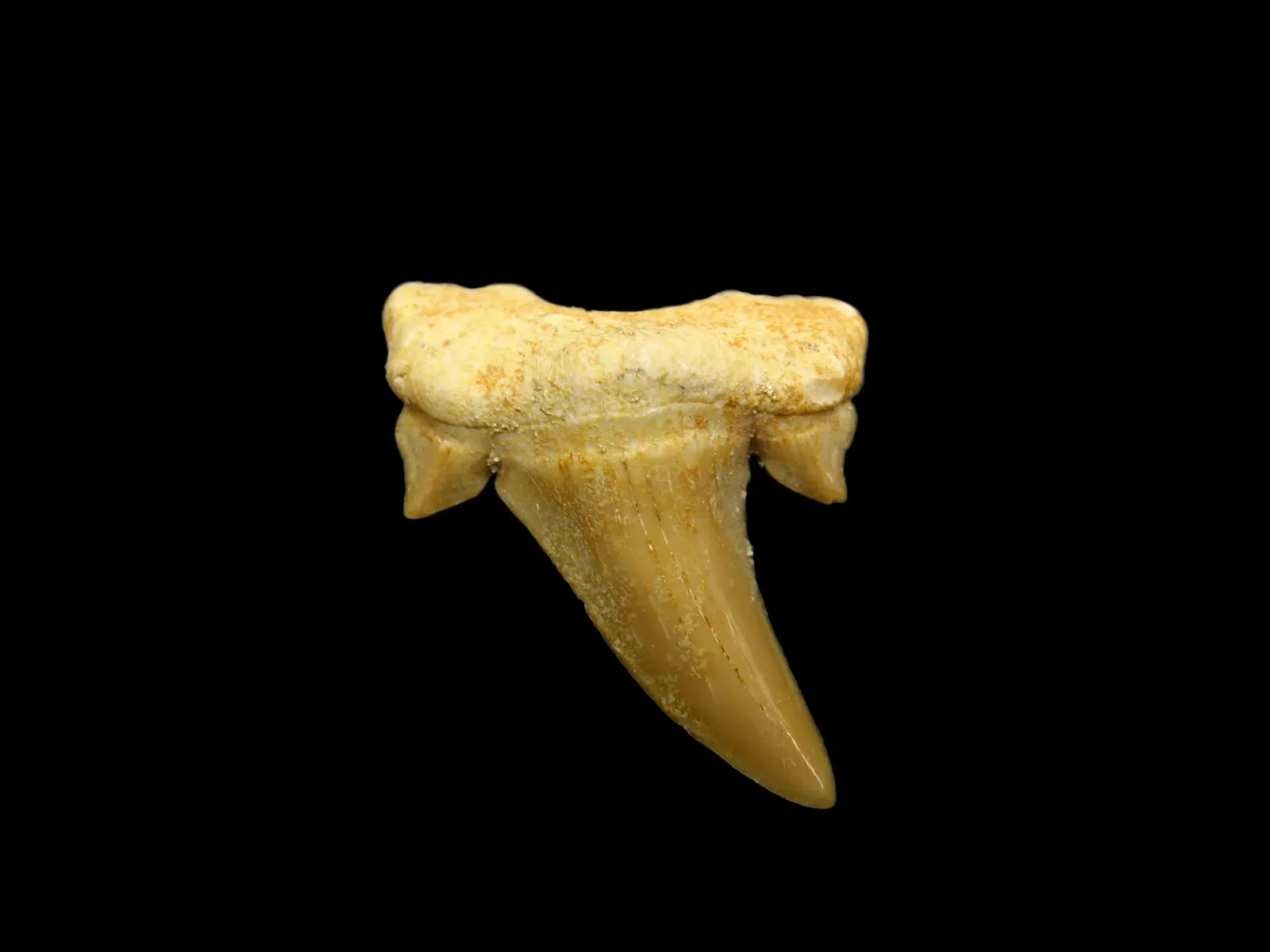 #1 - The Tooth That Launched A "Sea Monster" (By “Jon Zander (Digon3)", CC BY-SA 3.0)