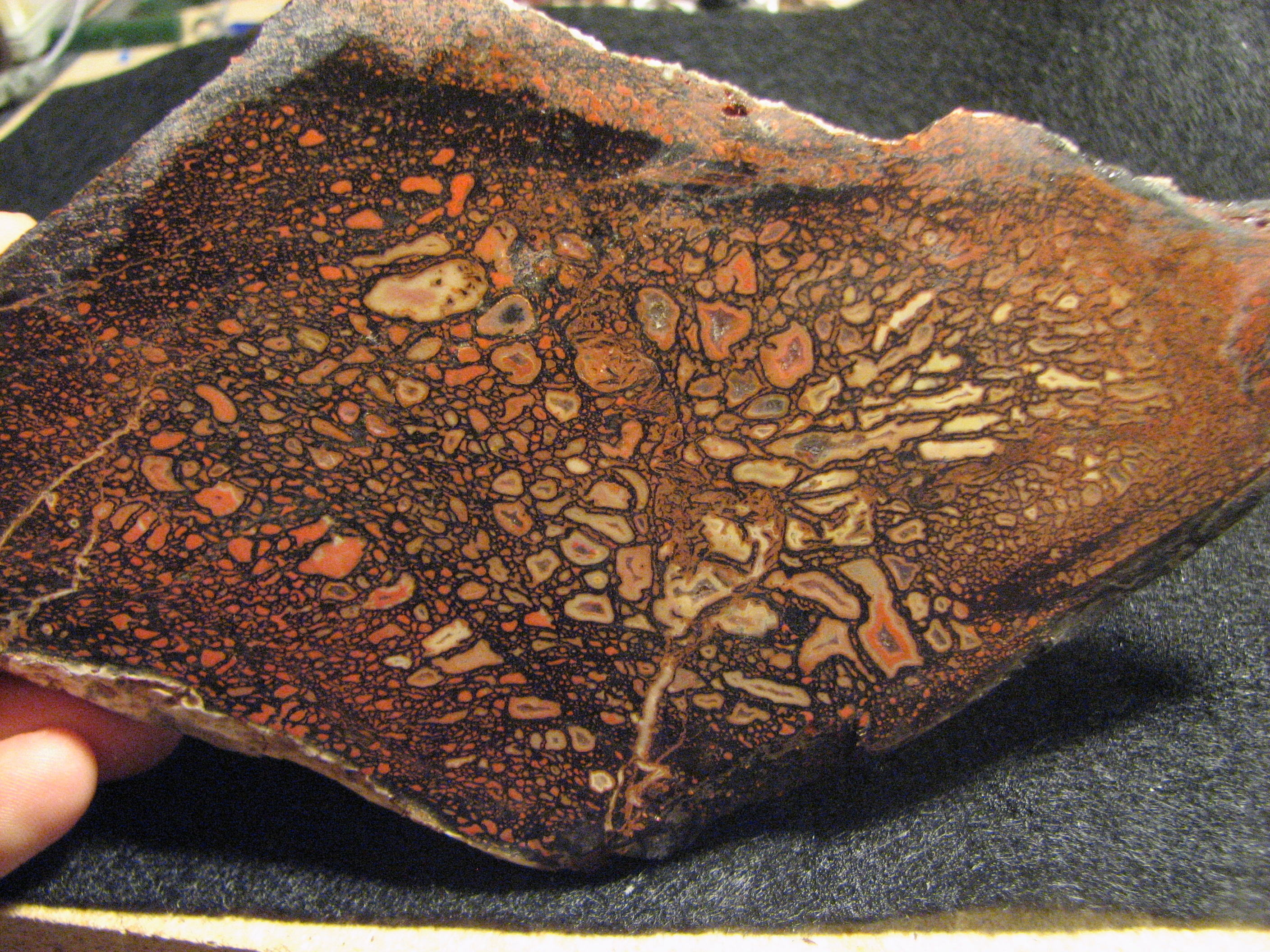 Paleontological Treasures Beneath City Streets (Image Credits: Wikimedia)