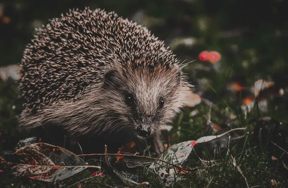 Virgo – The Nocturnal Hedgehog (Image Credits: Pexels)