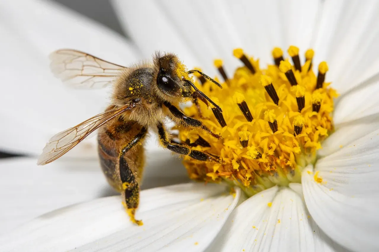 Bees Navigate a Floral World You Can't Even Imagine (Image Credits: Pixabay)