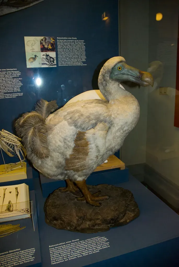 #2 - Dodos and the Myth of a "Primitive," Doomed Bird (quinet, Flickr, CC BY-SA 2.0)