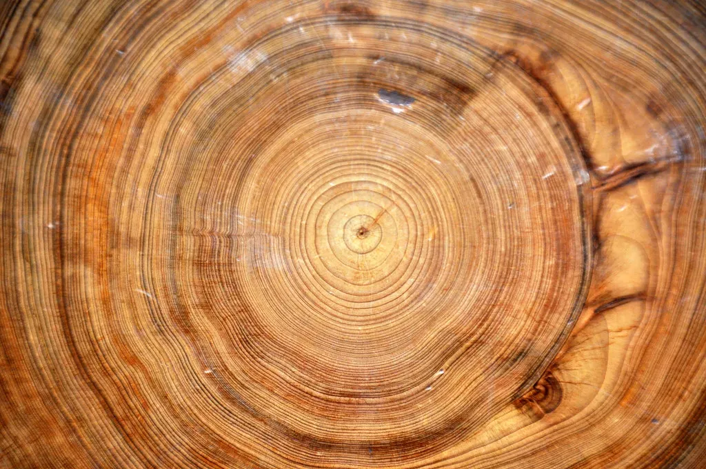 What Tree Rings Actually Tell Us About Past Climates (Image Credits: Flickr)
