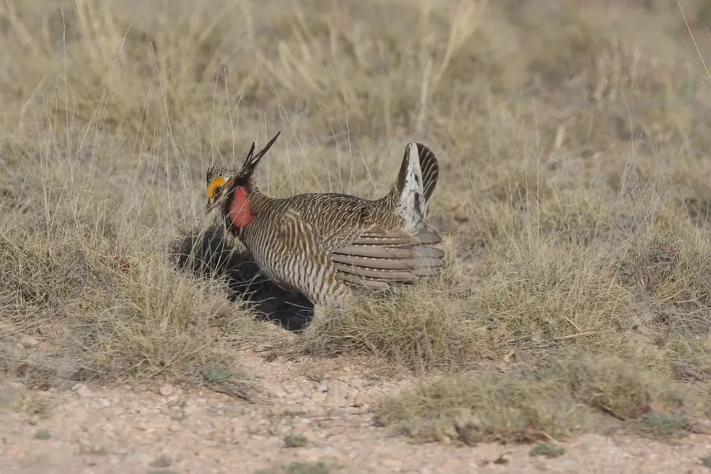 9. Lesser Prairie-Chicken: A Prairie Dancer on the Edge (Dominic Sherony, Flickr, CC BY-SA 2.0)