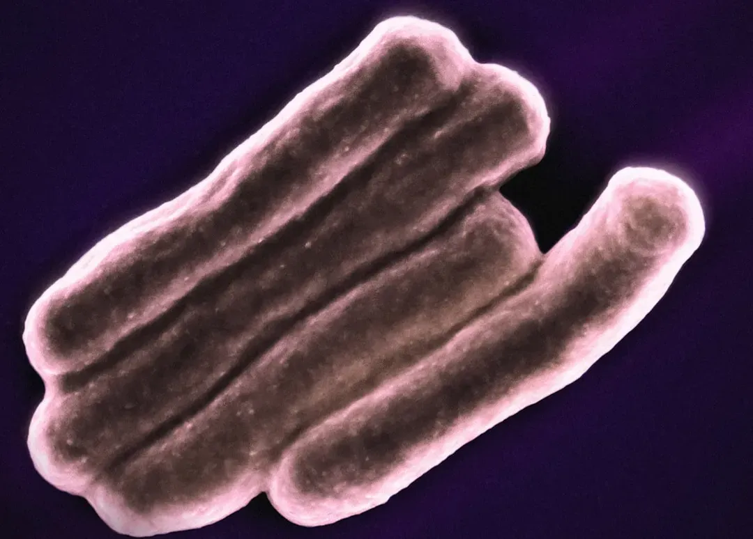 The Cloud-Building Microbes in the Sky (Image Credits: Unsplash)