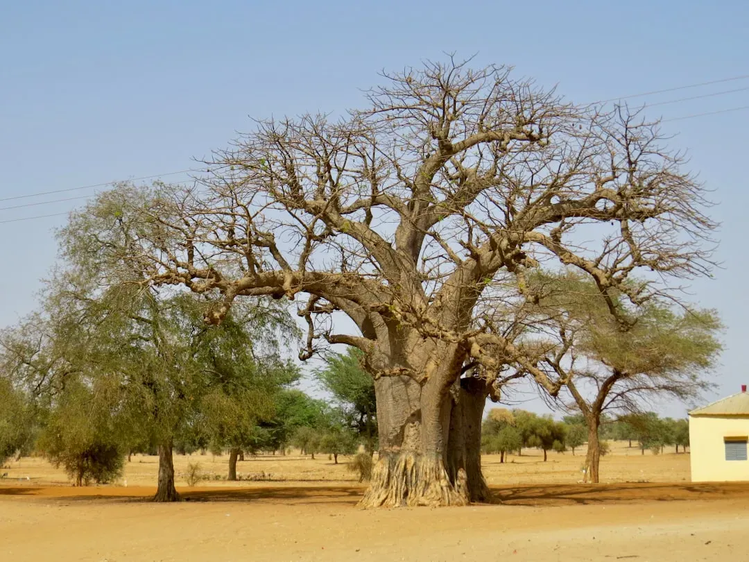 The Sunland Baobab: A 6,000-Year-Old Tree Housing a Pub (Image Credits: Unsplash)