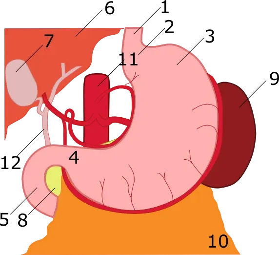 3. Your Stomach Acid Quietly Kills Intruders (By ignis, CC BY-SA 3.0)