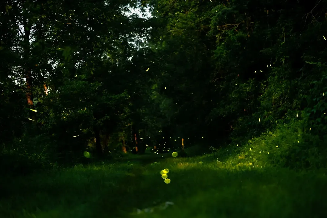 9. Fireflies Synchronizing Their Flashes Like Light Conversations (Image Credits: Unsplash)