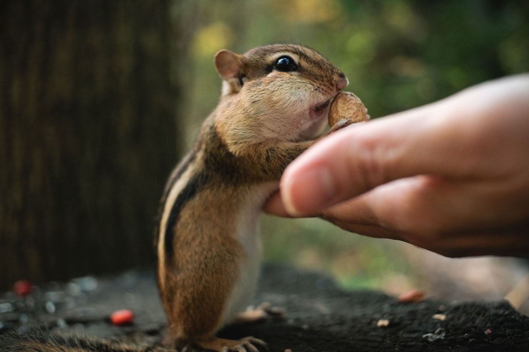 Anthropomorphism: The Human Lens (Image Credits: Unsplash)