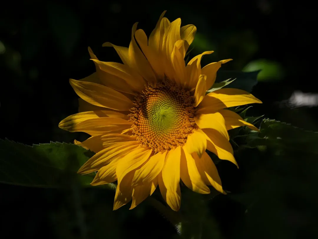 Measuring Day Length: How Plants Read the Seasons (Image Credits: Unsplash)