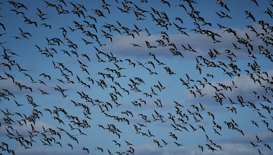 Magnetic Misdirection: Migrators React to Disturbed Geomagnetic Fields (Image Credits: Unsplash)