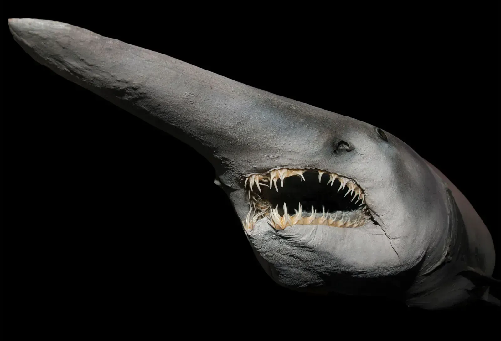 Goblin Shark: The Ancient Nightmare With A Spring-Loaded Jaw (Image Credits: Wikimedia)