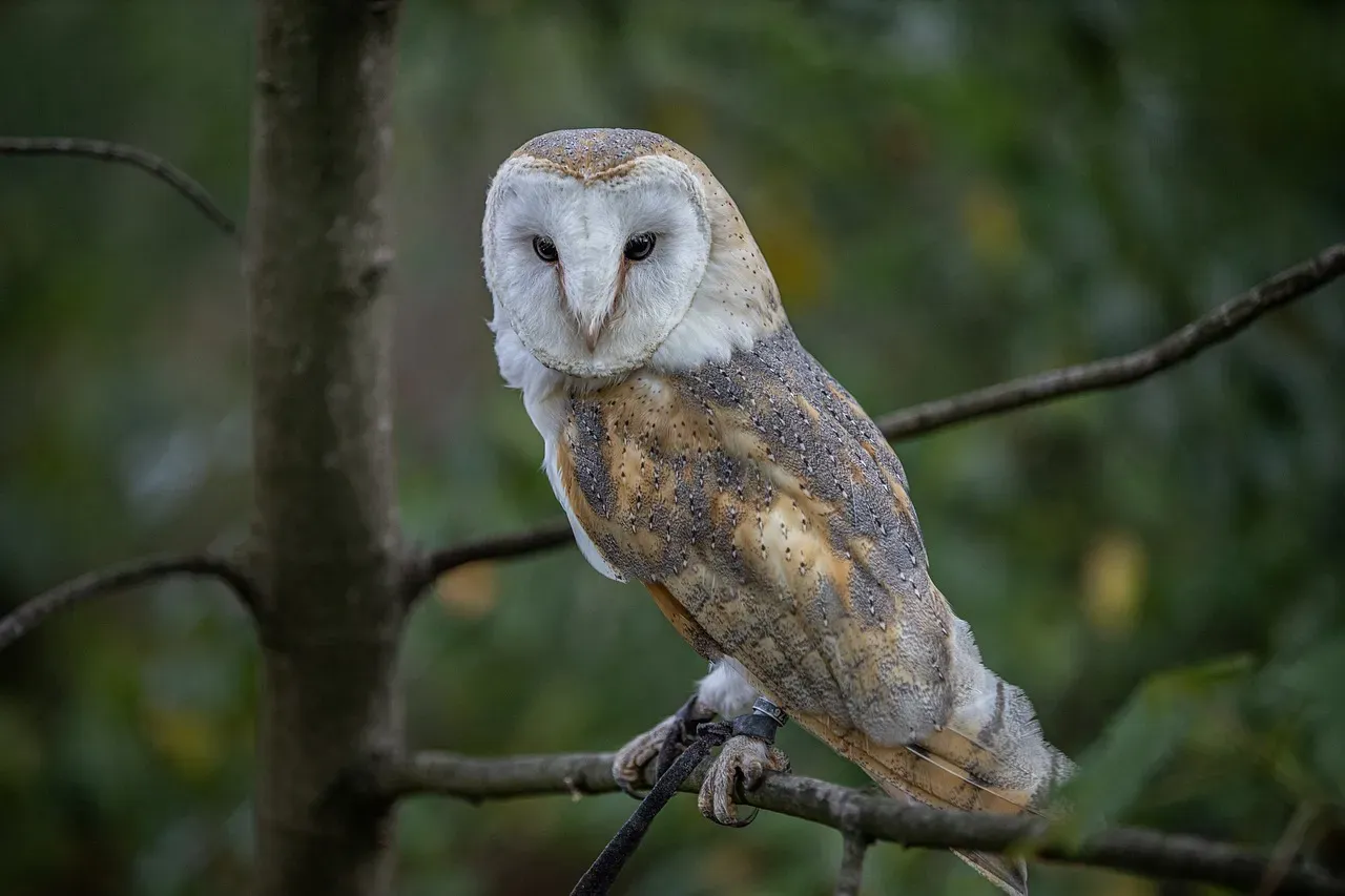 Aquarius – The Aloof Owl Watching from Above (Image Credits: Pixabay)