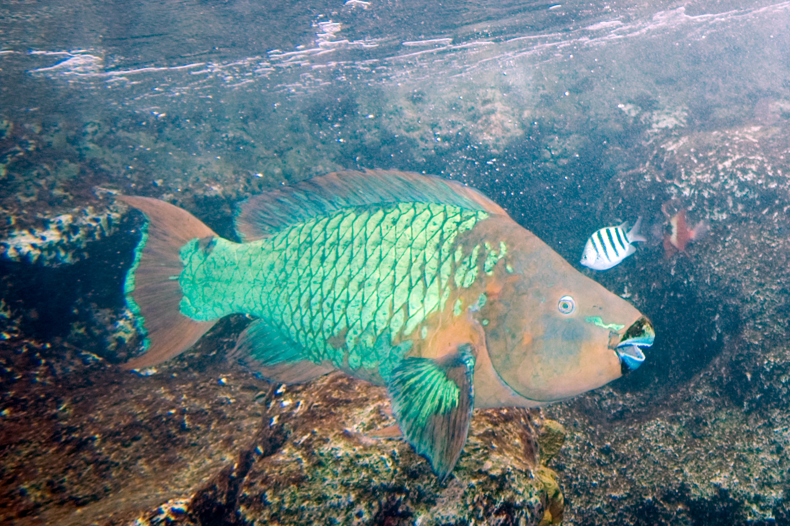 Parrotfish - Living Rainbows of the Reef (Image Credits: Wikimedia)