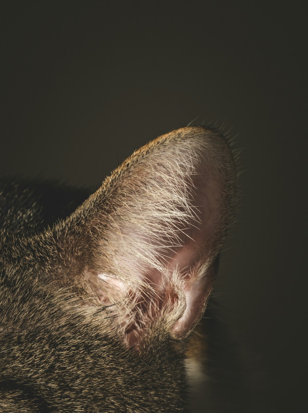A Built-In Gyroscope: The Vestibular Advantage (Image Credits: Unsplash)
