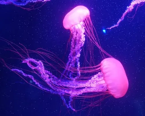 Pisces – The Jellyfish: Dreamy, Sensitive, and Mysteriously Strong (Image Credits: Pexels)