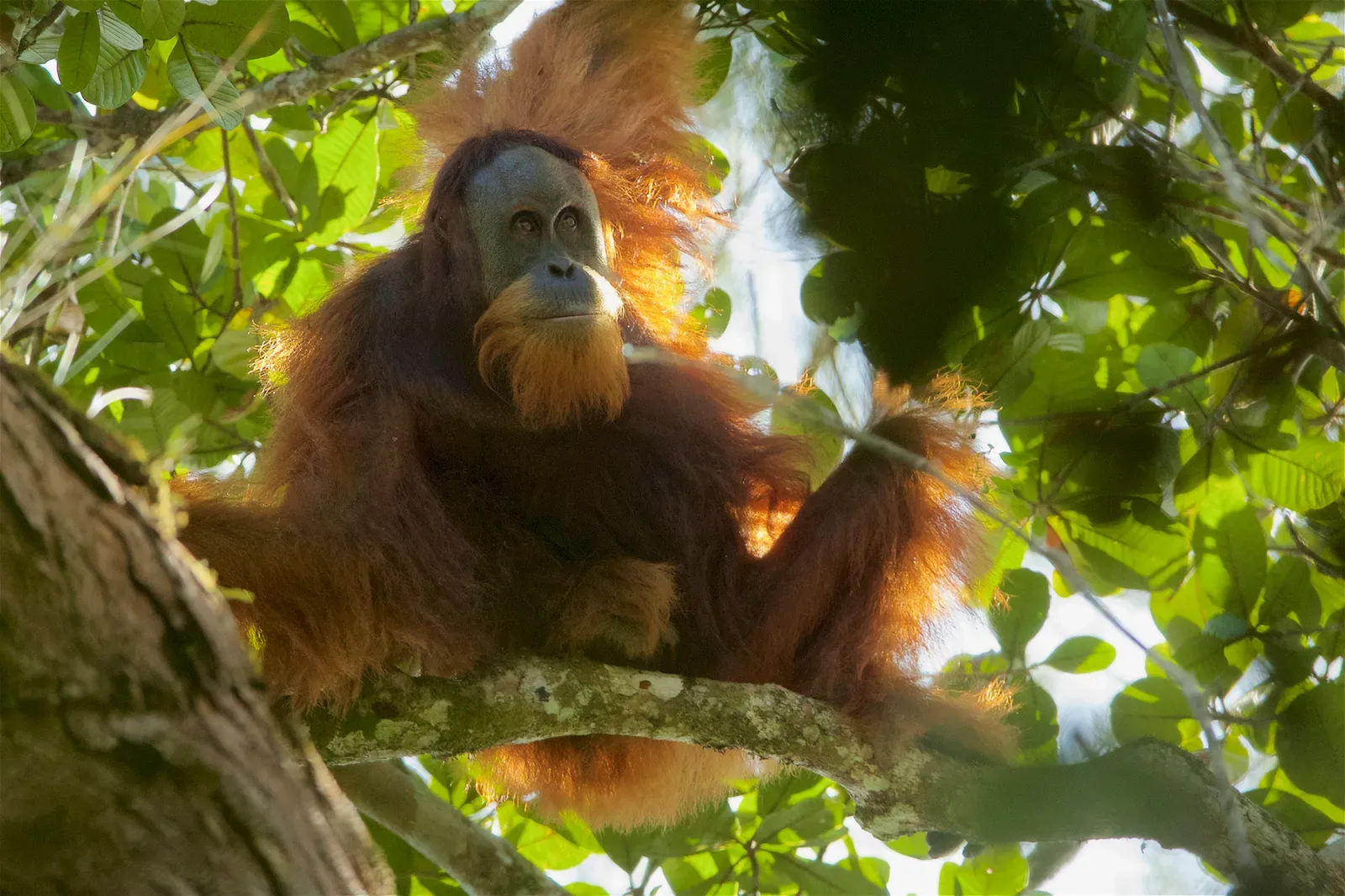 #3 - The Tapanuli Orangutan: A Species Born Into Crisis (By Tim Laman, CC BY 4.0)