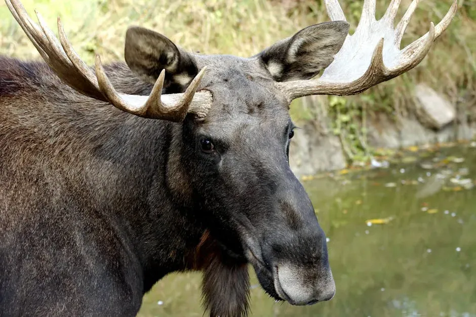 What To Do The Moment You Notice A Moose Ahead (Image Credits: Pexels)