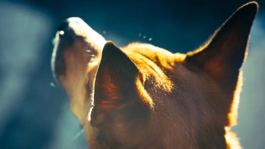 Your Pets’ “Mystical” Instincts: What Dogs and Cats Are Probably Really Sensing (Image Credits: Unsplash)