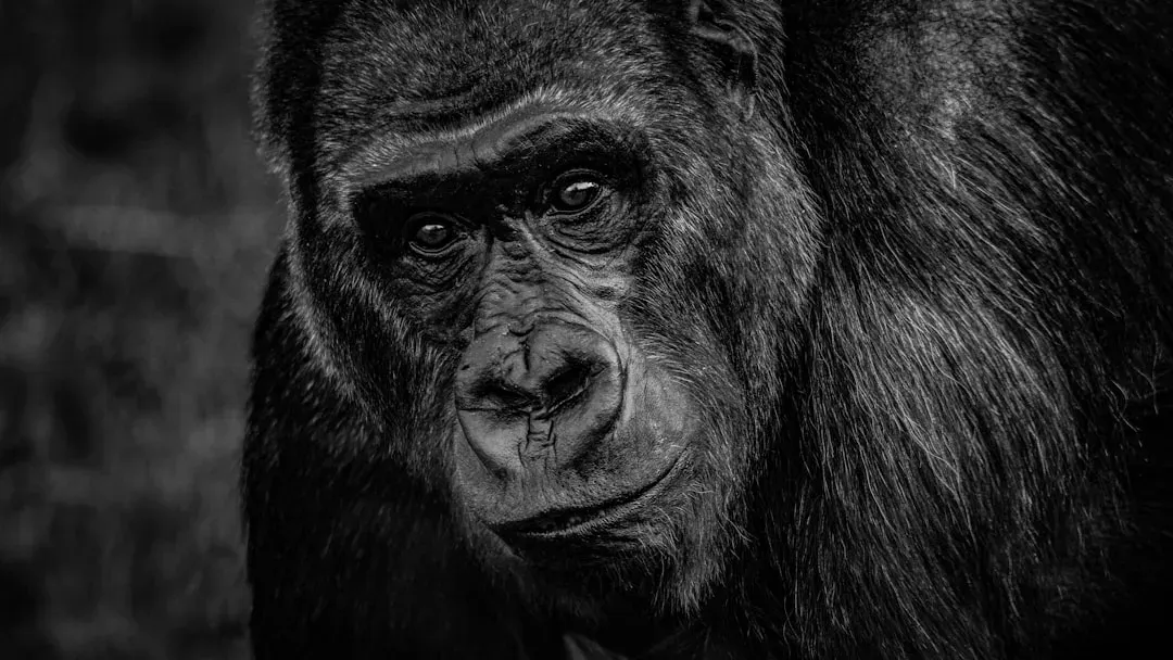 Sitting With the Hard Truth of Shared Gaze (Image Credits: Unsplash)