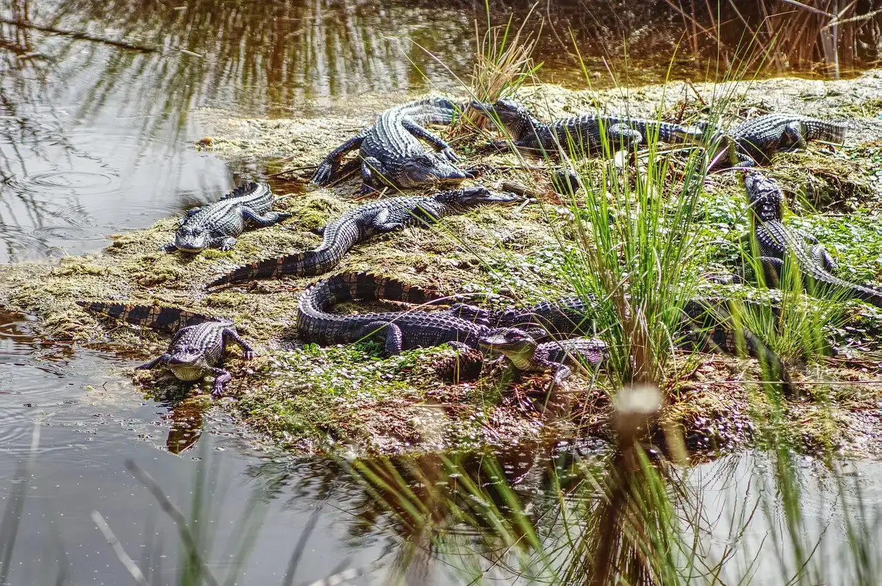 Alligator Nests, Nursery Ponds, and the Role of Vegetation (Image Credits: Pixabay)