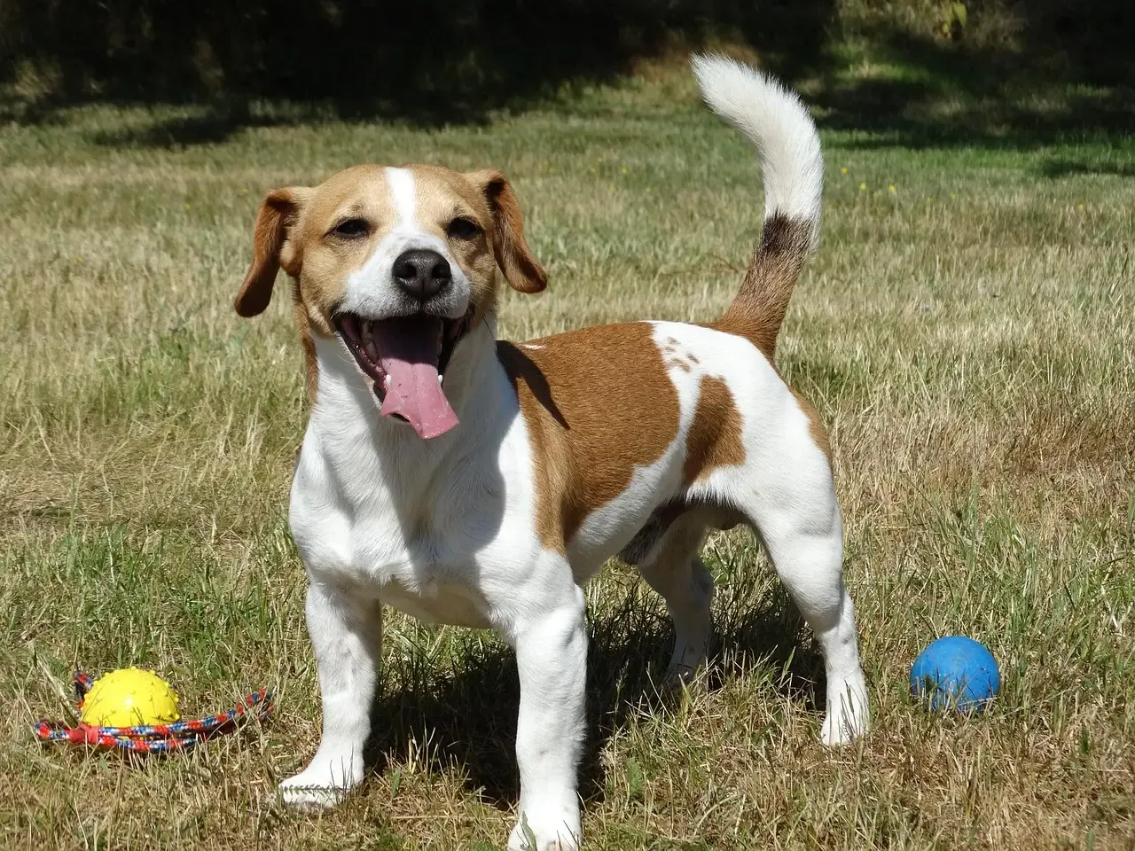 11. Jack Russell Terrier (or Parson Russell): Energetic but Economical (Image Credits: Pixabay)