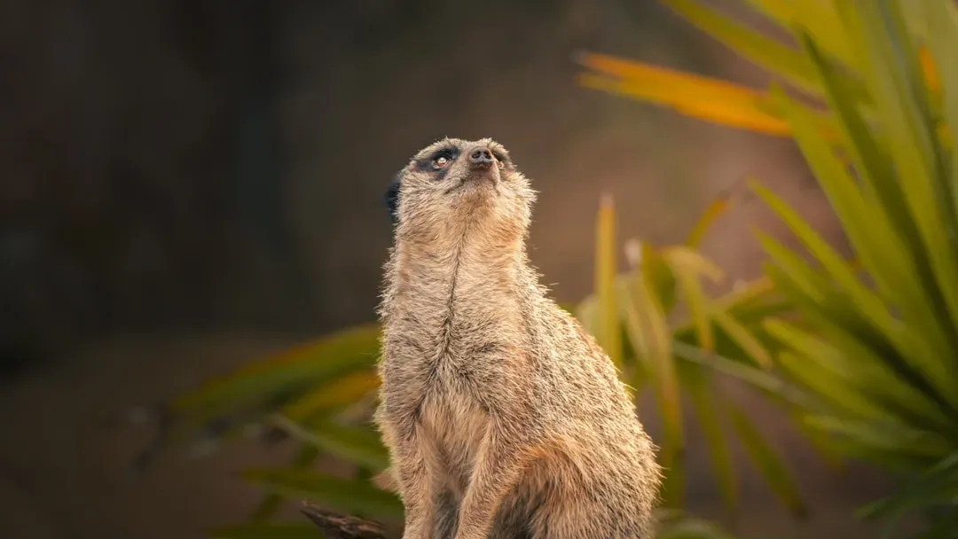 The 2012 Consciousness Declaration And What It Meant (Image Credits: Unsplash)