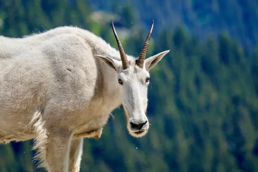 Capricorn – The Nocturnal Mountain Goat (Chris.Lima., Flickr, CC BY 2.0)