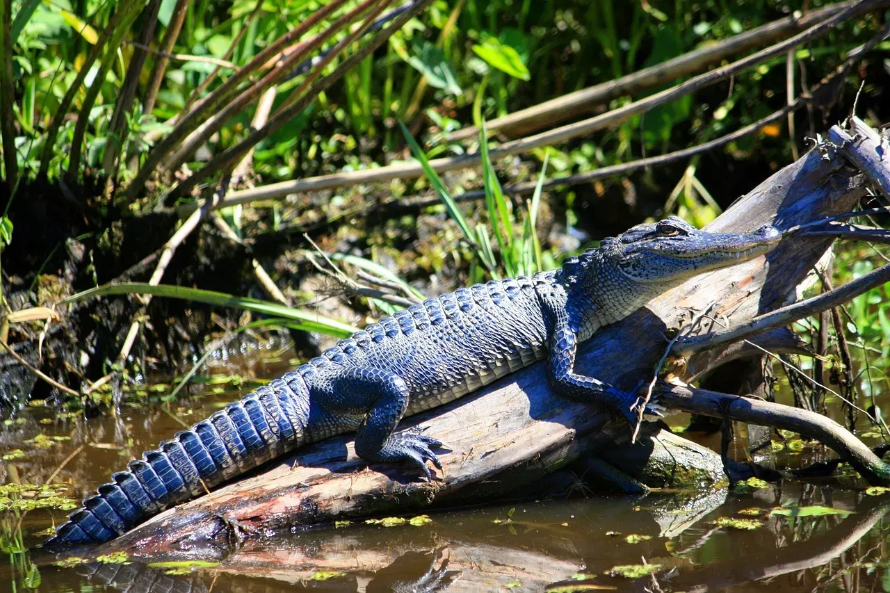 Conclusion: What You Leave in the Swamp Never Really Leaves (Image Credits: Pixabay)