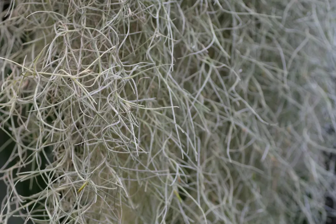 6. Trees and the Wood Wide Web - Underground Communication Networks (Image Credits: Unsplash)