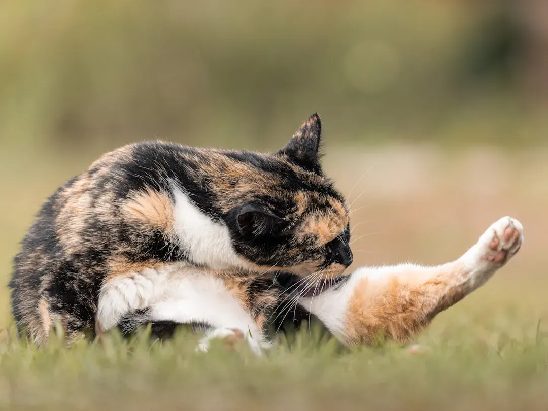 Life as self-maintaining: why persistence matters for experience (Image Credits: Unsplash)