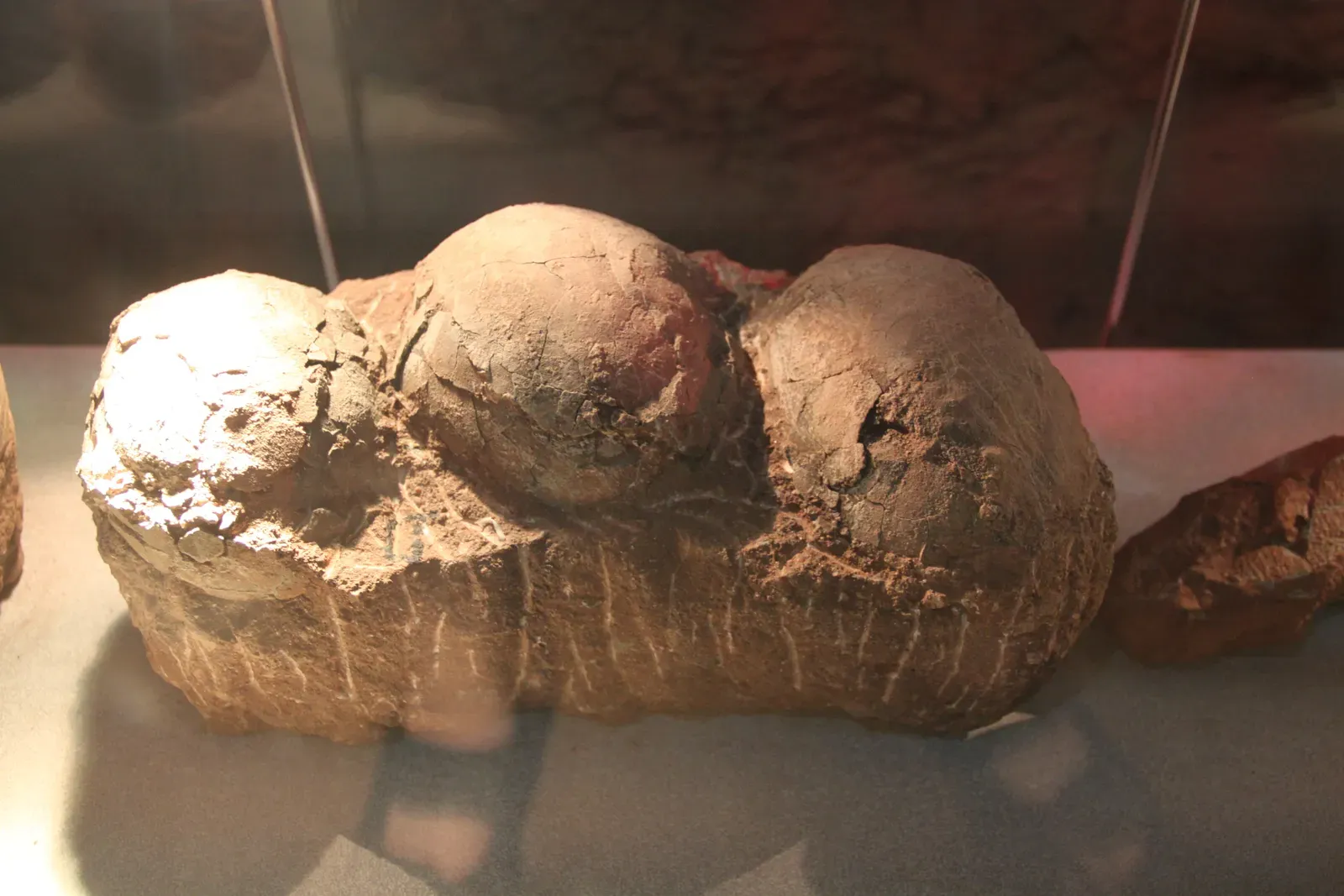 4. Auca Mahuevo: A Titanosaur Hatchery Frozen in Time (By Gary Todd, CC0)