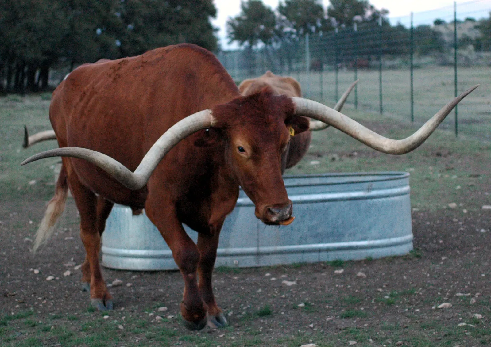 The Genetics of an Icon: What Makes a Longhorn a Longhorn? (Image Credits: Wikimedia)