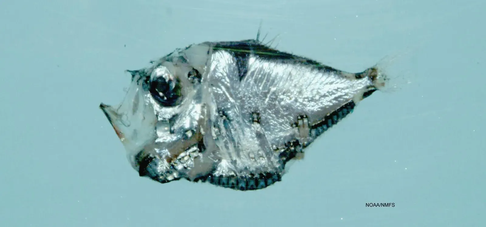 The Deep-Sea Hatchetfish: Mirrors in the Midnight Zone (Image Credits: Wikimedia)