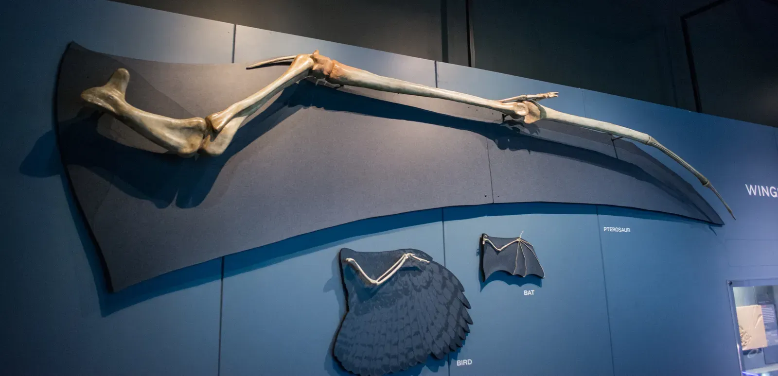 An Elongated Wing Finger That Supercharged Wing Span (wing comparisons - Pterosaurs Flight in the Age of Dinosaurs, CC BY-SA 2.0)