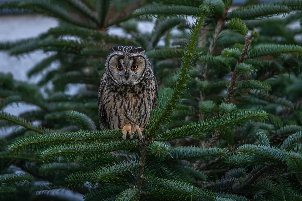 Owls: masters of silent sound and nighttime precision (Image Credits: Flickr)