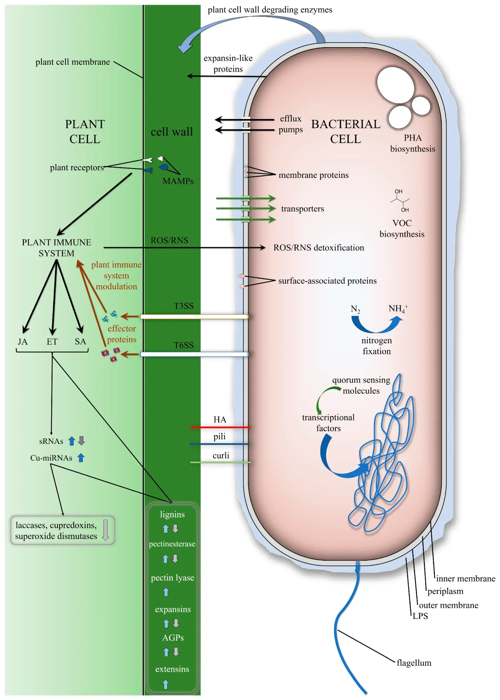 Silent Signals in the Air: Chemical Languages You Can’t See (Image Credits: Wikimedia)